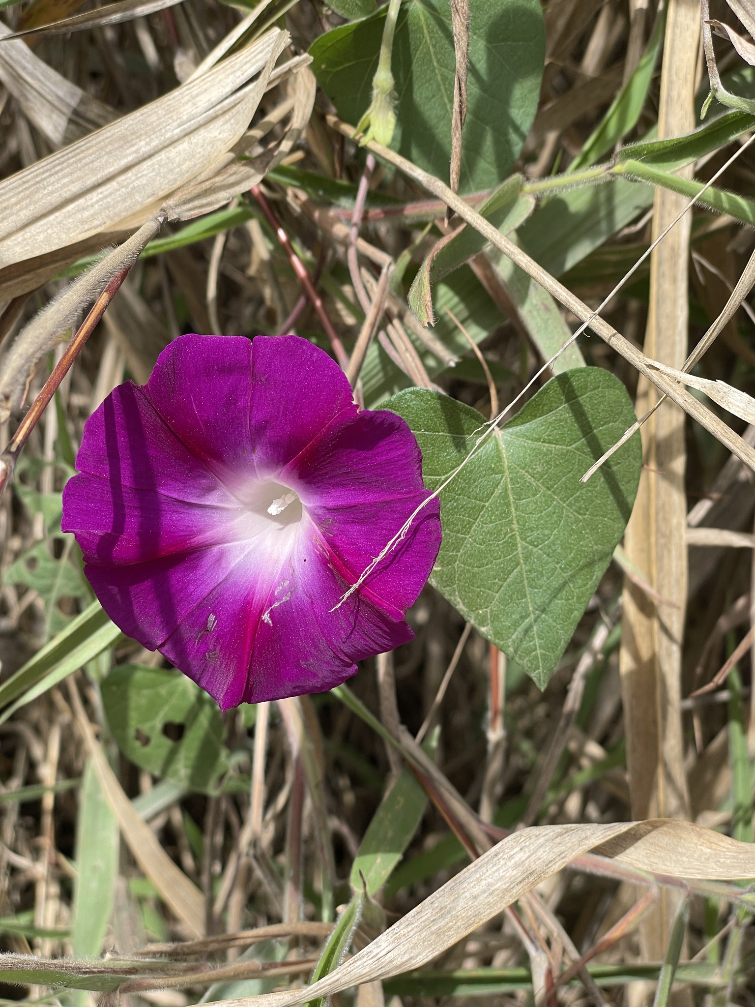 Ipomoea purpurea image