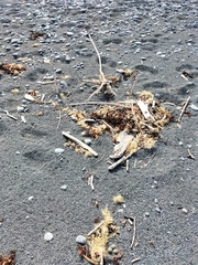 Charadrius bicinctus bicinctus