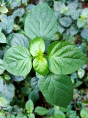 Asystasia gangetica gangetica