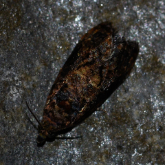 Endothenia hebesana