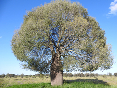 Brachychiton rupestris