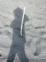 Charadrius bicinctus bicinctus