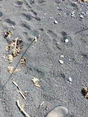 Charadrius bicinctus bicinctus