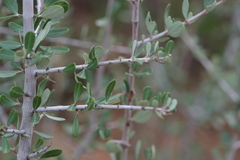 Ceanothus cuneatus