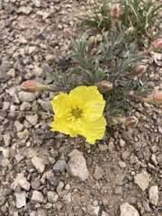 Oenothera lavandulifolia