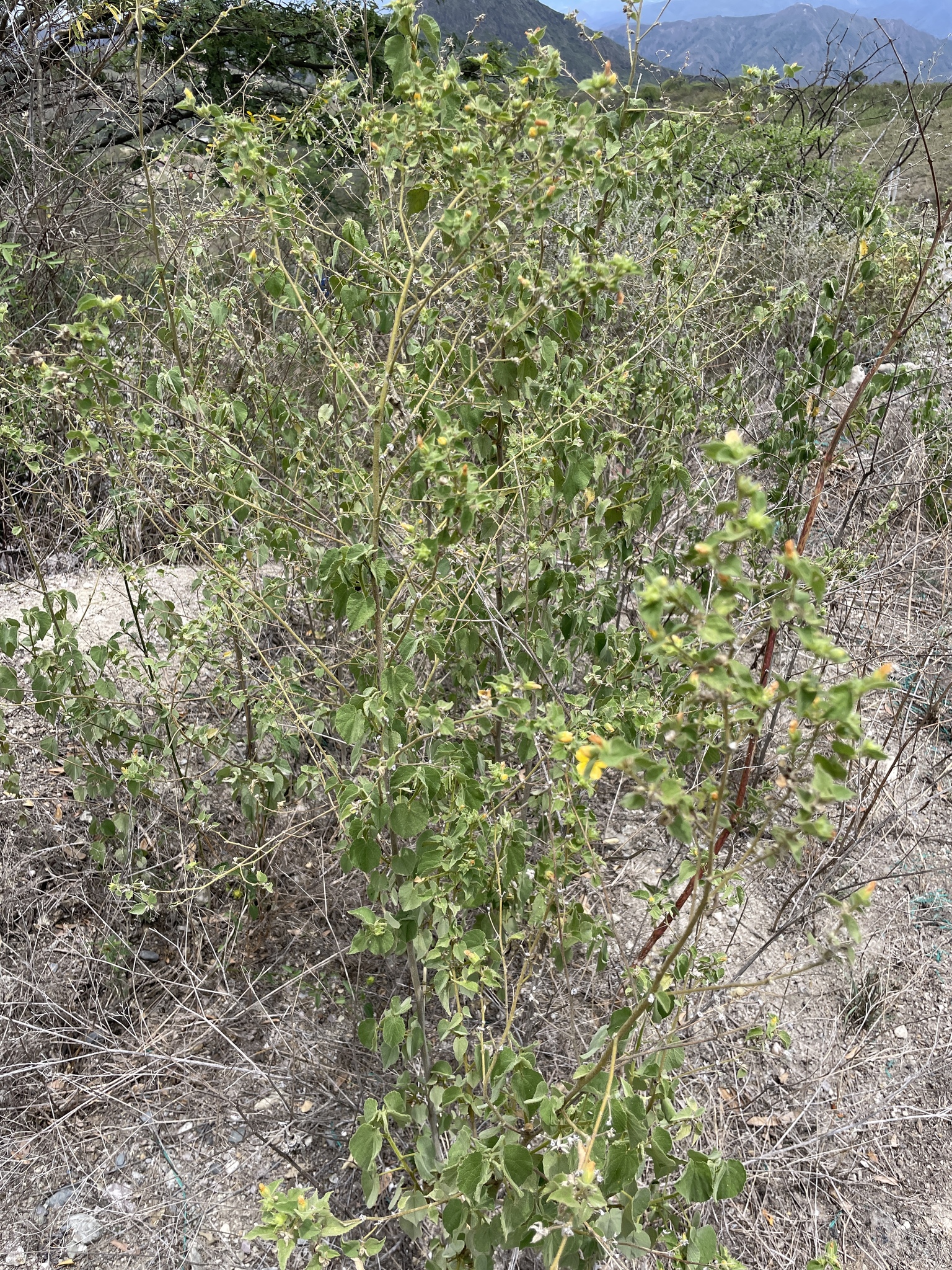 Abutilon bivalve image