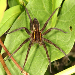 Dolomedes striatus