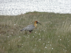 Theristicus melanopis