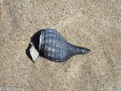 Buccinoidea