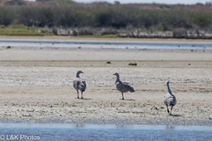 Cereopsis novaehollandiae