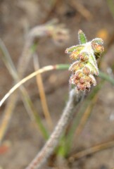 Stylidium pycnostachyum
