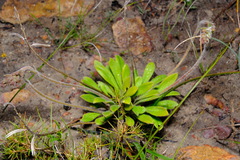 Stylidium pycnostachyum