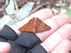 Emesis mandana