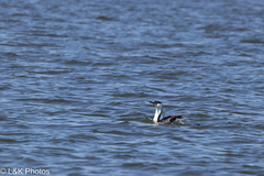 Phalacrocorax fuscescens