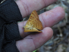 Emesis mandana