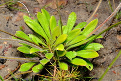Stylidium pycnostachyum