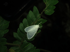 Eucereon vestalis