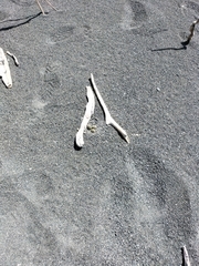 Charadrius bicinctus