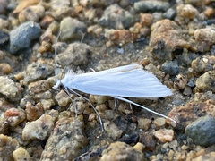 Schoenobiinae