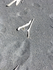 Charadrius bicinctus