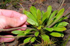 Stylidium pycnostachyum