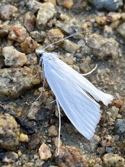 Schoenobiinae