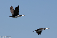 Phalacrocorax fuscescens