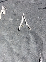 Charadrius bicinctus