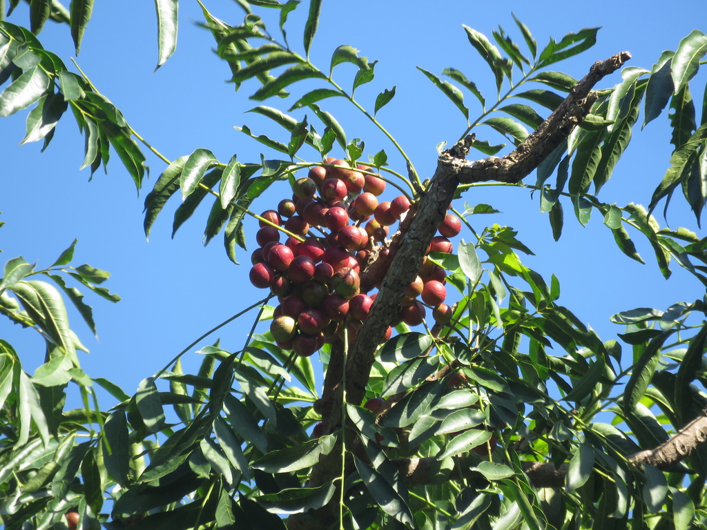 Cabralea canjerana