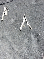 Charadrius bicinctus