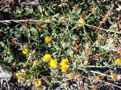 Centaurea solstitialis