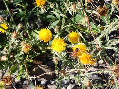 Centaurea solstitialis