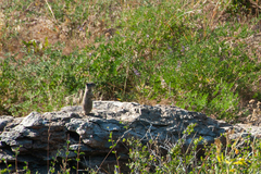 Urocitellus beldingi
