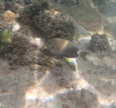 Acanthurus tractus