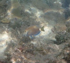 Acanthurus tractus