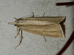 Epina alleni
