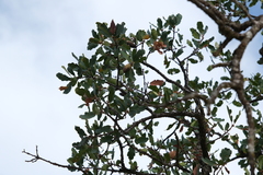 Quercus douglasii