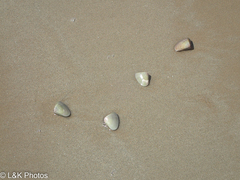 Latona deltoides