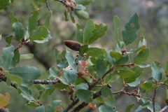 Quercus douglasii
