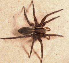 Dolomedes striatus
