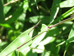 Gorgythion begga begga