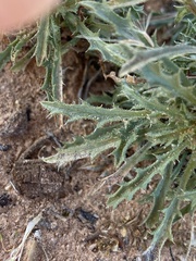 Xanthisma grindelioides