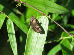 Gorgythion begga begga