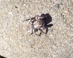 Habronattus
