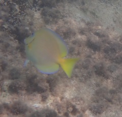 Acanthurus coeruleus