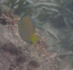 Acanthurus coeruleus