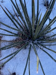 Yucca angustissima