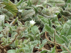 Convolvulus hermanniae