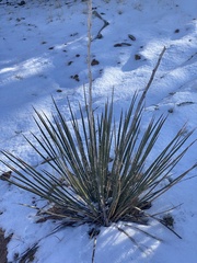 Yucca angustissima