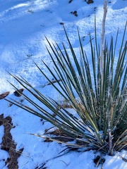 Yucca angustissima